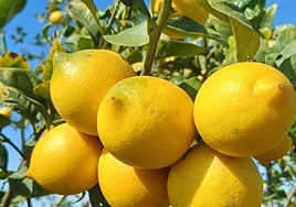 Limones en un campo de Alicante