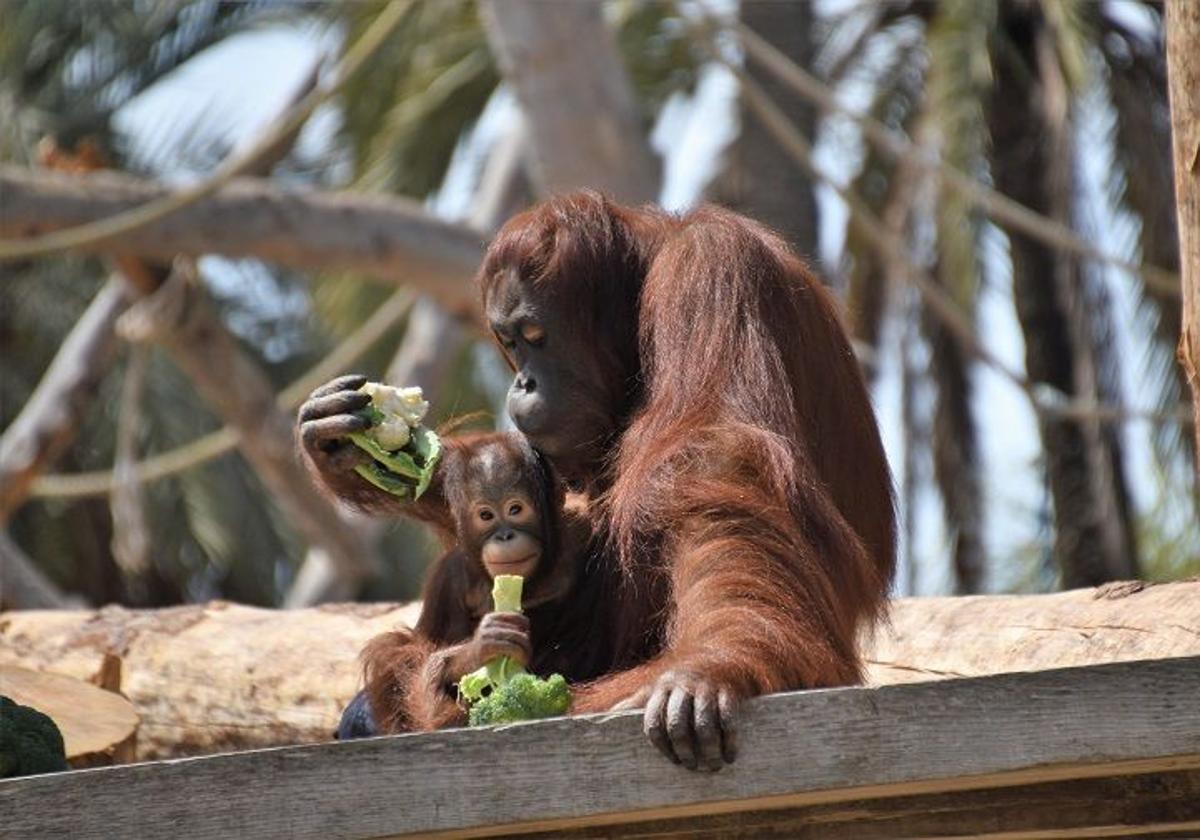 New Adventure and Animal Conservation Park at Río Safari Elche