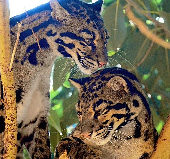 Vive una Semana Santa salvajemente divertida en Terra Natura