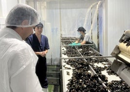 La mayoría de las cochas de moluscos acaban en vertederos debido a la falta de procesos de valorización eficientes.