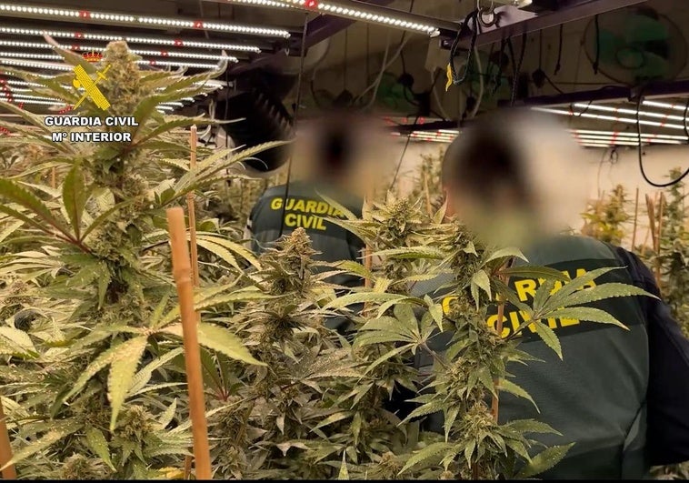 Plantación de marihuana.