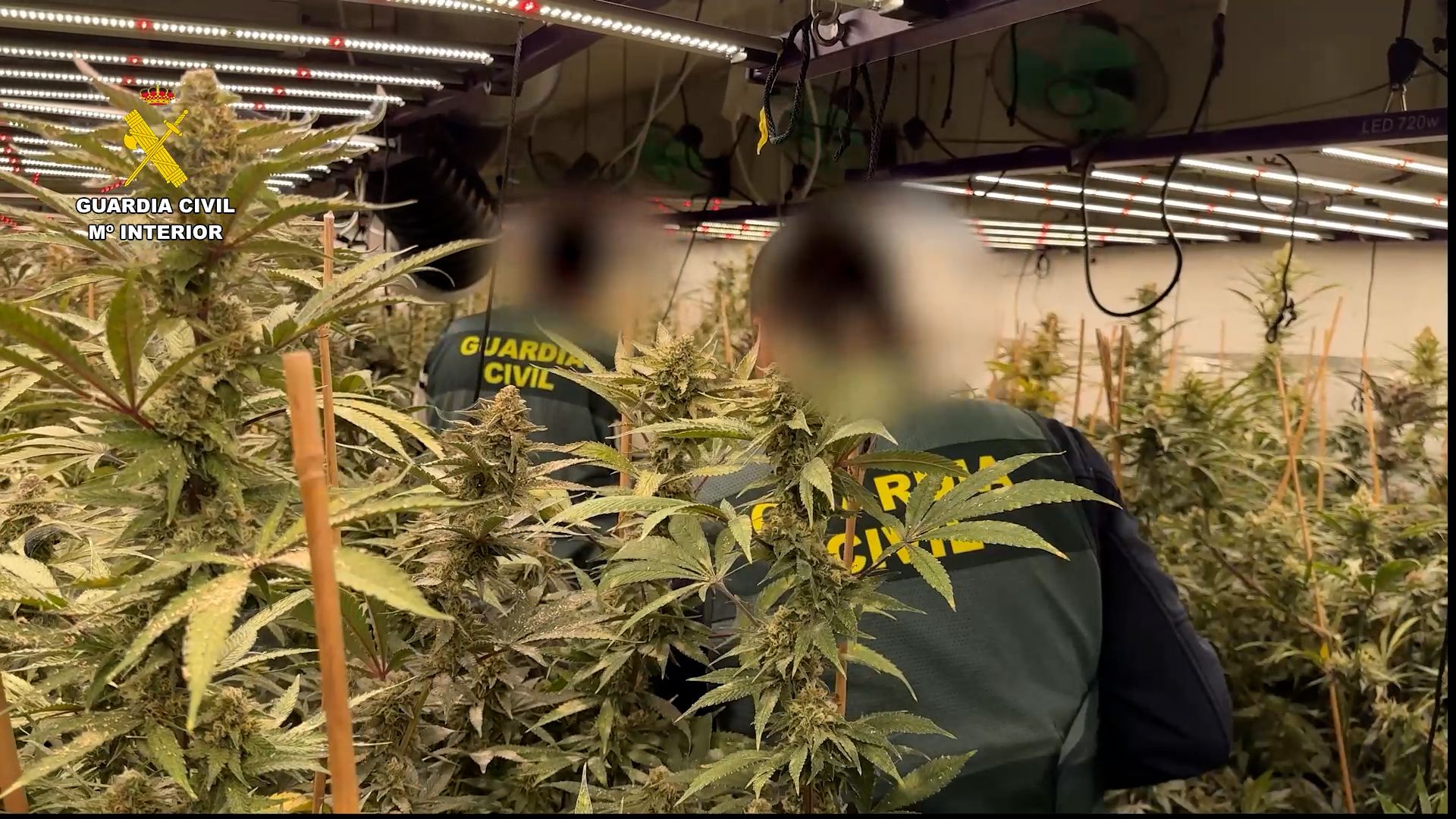 Couple Arrested in Busot for Turning Rented Home into 'Luxury' Marijuana Plantation