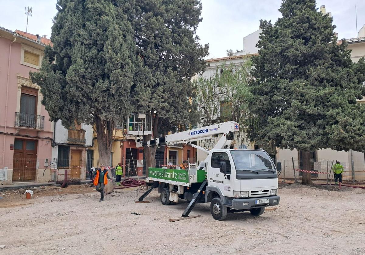 A Town in Alicante Removes Several Trees at Risk of Falling