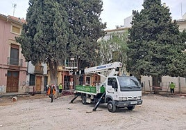 Tratamiento de los árboles en Villena.