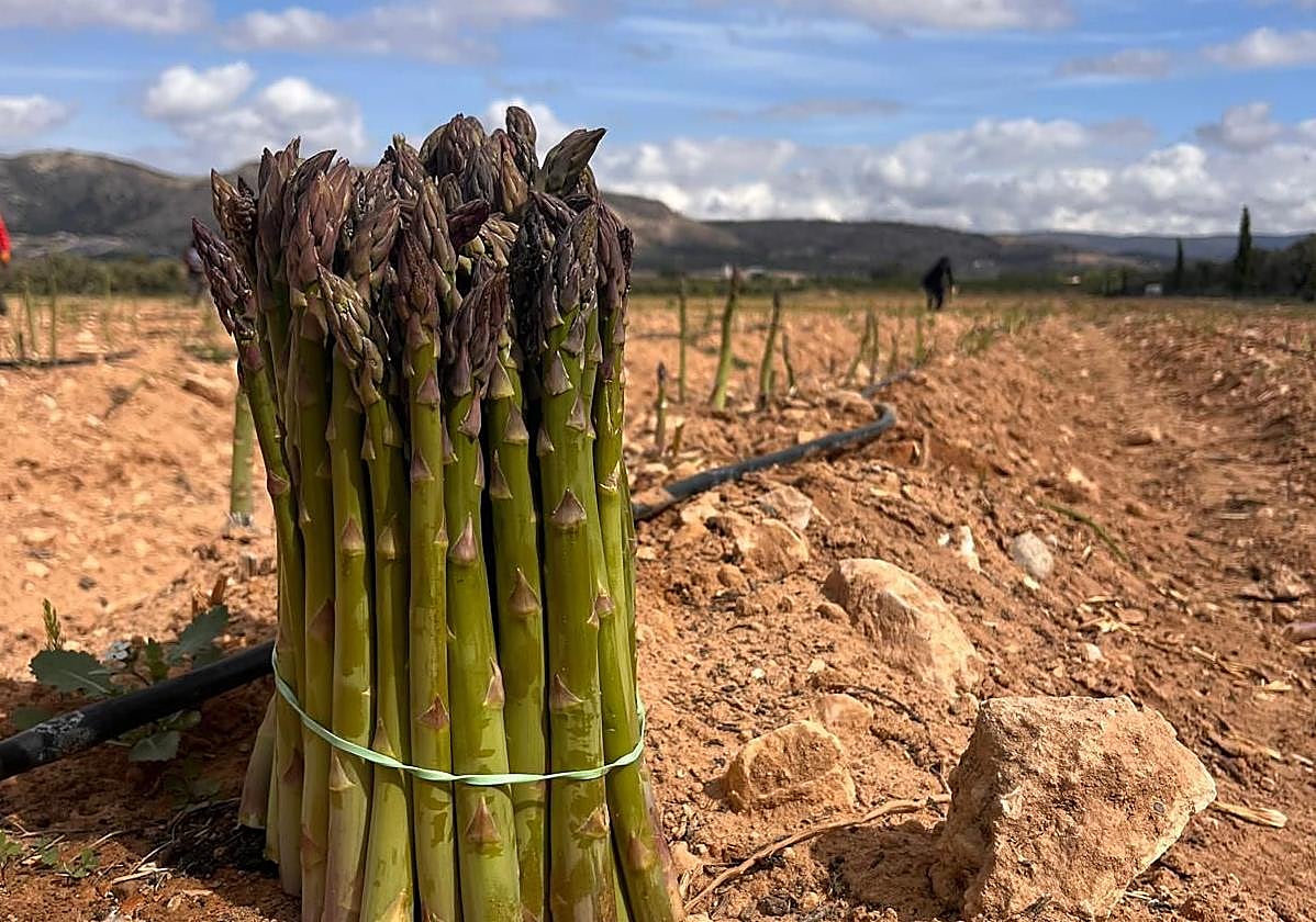 Manojo de espárragos de Villena recién recogidos.