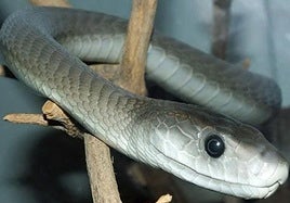 Una mamba negra, una de las serpientes más letales del mundo.