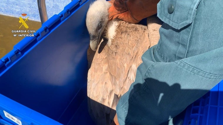 Rescue of a vulture in a pool in Ibi.
