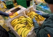 La Guardia Civil neutraliza a una empresa alicantina que mantenía en pie de guerra a los productores de plátano de Canarias