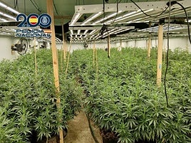 Plantación de marihuana en Orihuela.