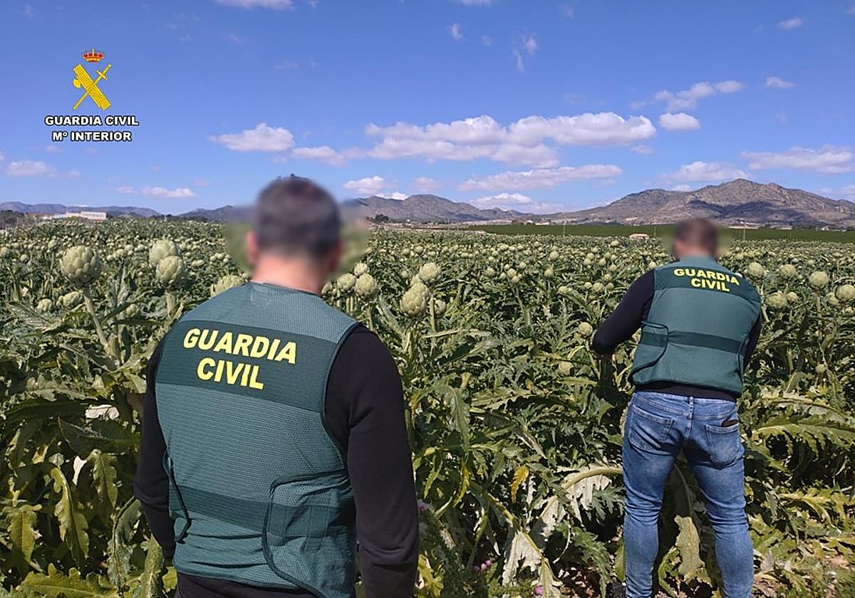Agentes de la Guardia Civil en un campo de alcachofas.
