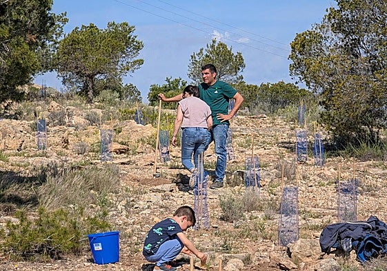 Reforestación del monte Orgegia de Alicante.
