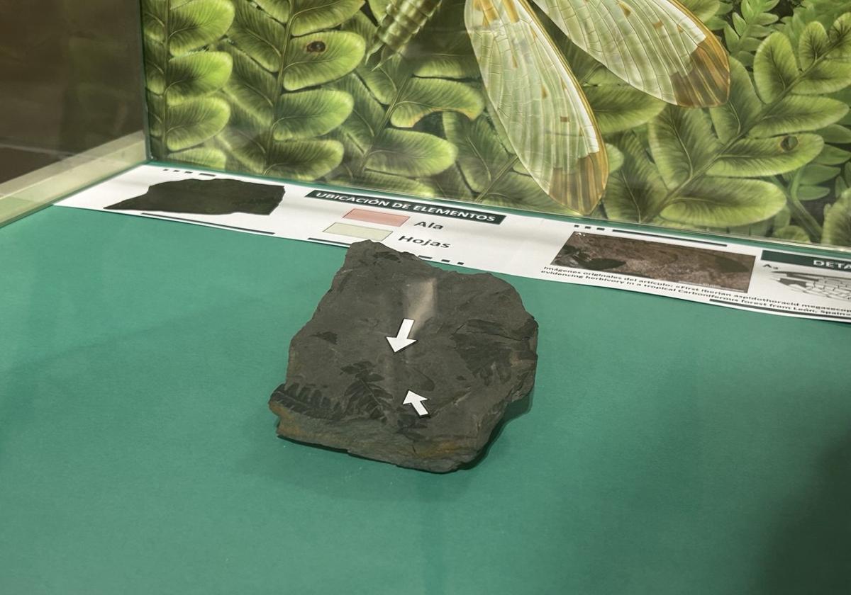 Fósil con el holotipo del insecto prehistórico.