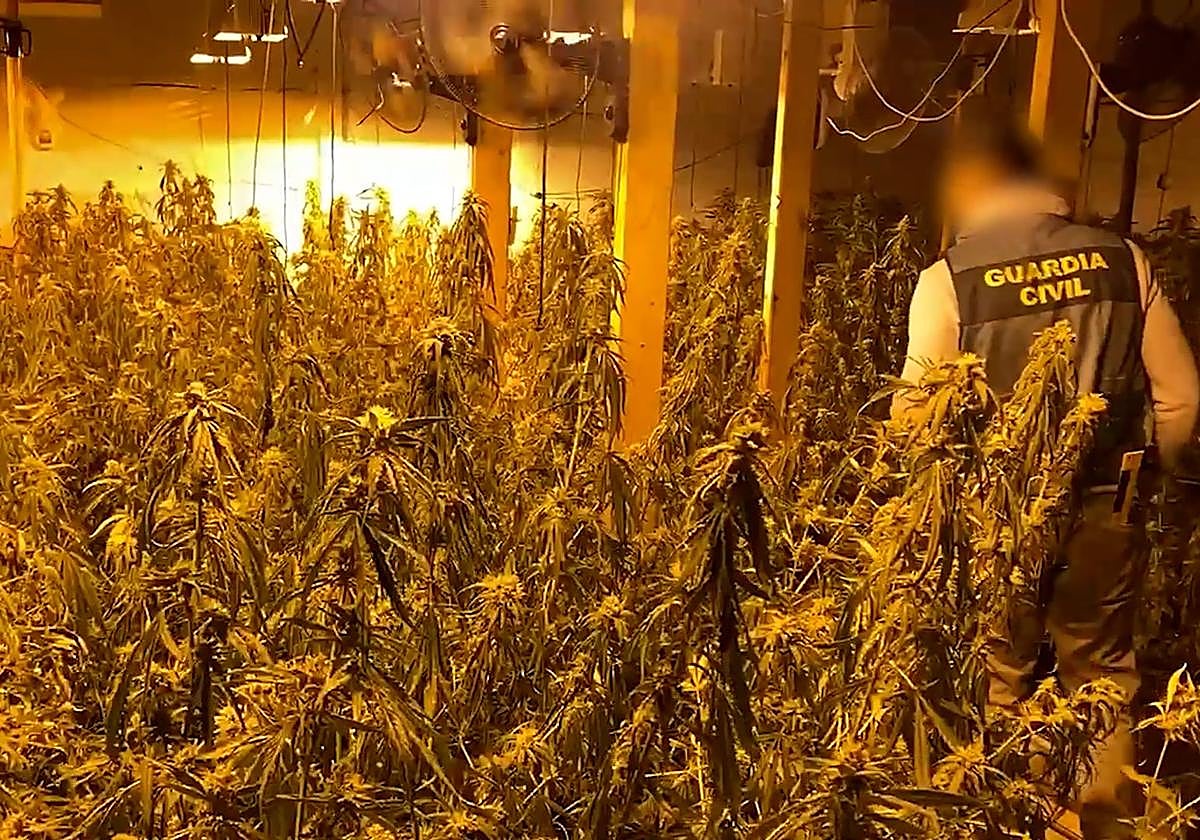 Plantación de marihuana en Almoradí.