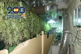 Parte de las 327 plantas decomisadas.