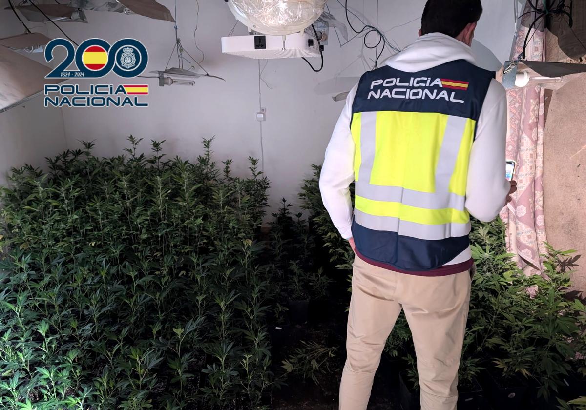 An investigator next to the marijuana plantation discovered in a squatted house in Dénia.