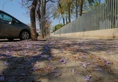 Los árboles más odiados de Alicante vuelven a la carga