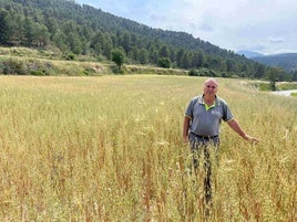 Un agricultor posa en un campo de cereales de Alicante.