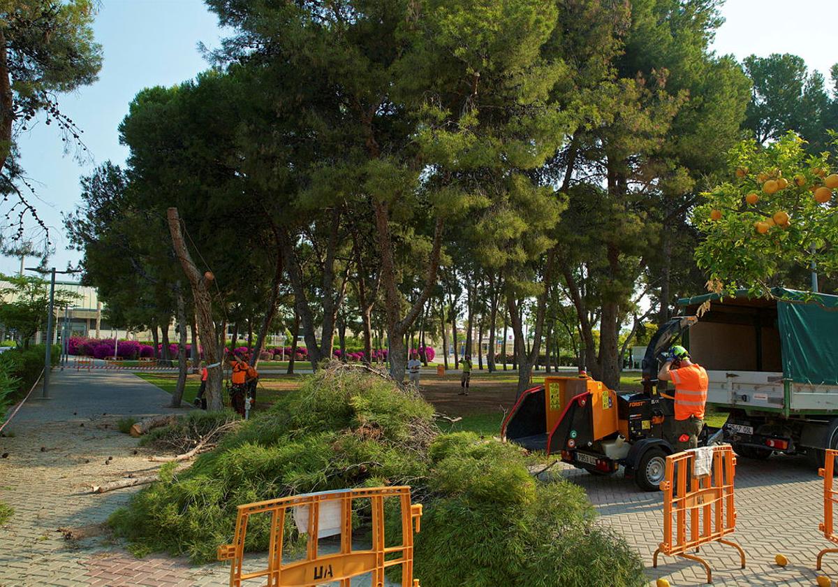 La Universidad de Alicante tala casi 40 árboles del campus por riesgo de desplome
