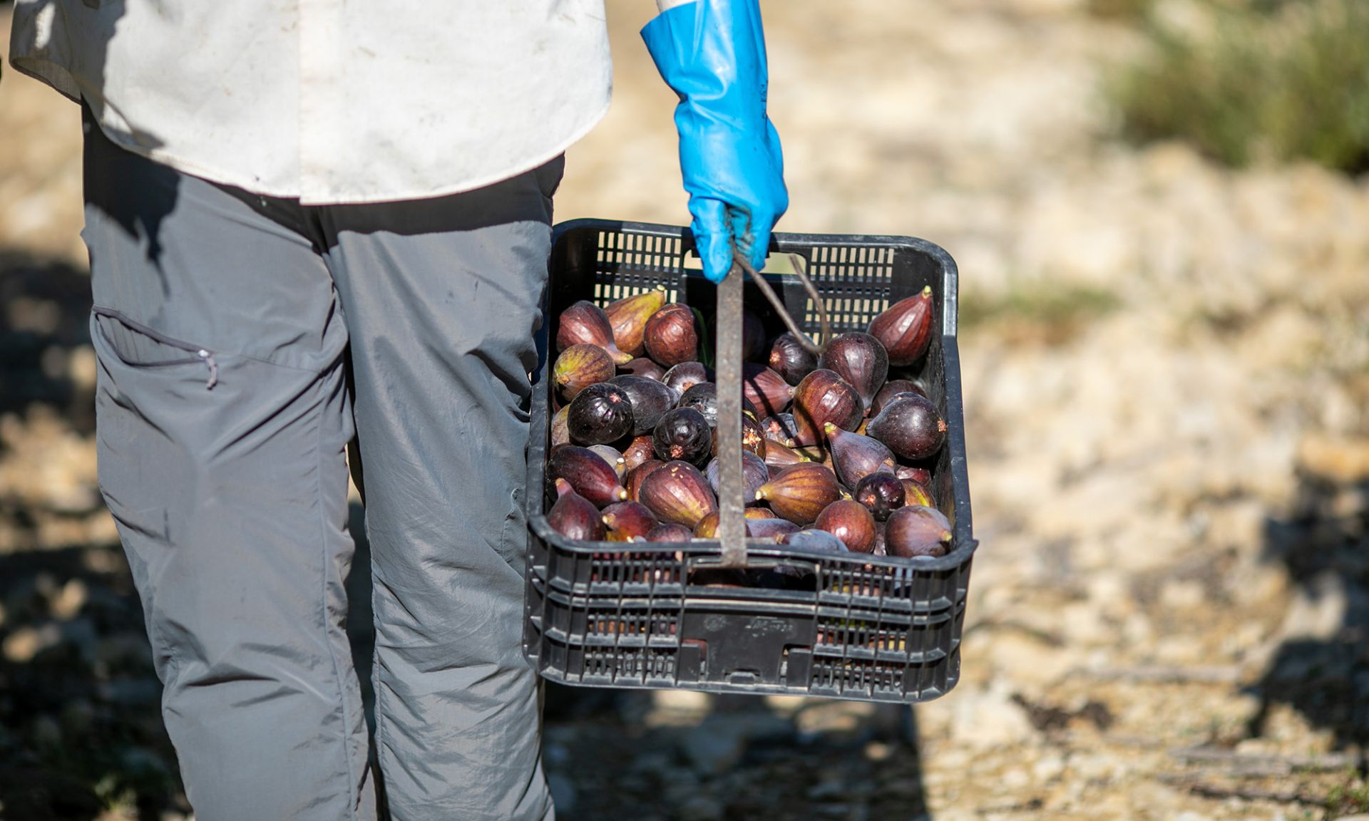 Farmer harvesting figs.