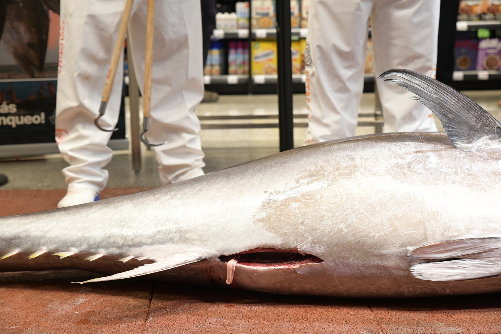 Las mejores imágenes del espectacular ronqueo del atún en El Corte Inglés de Alicante