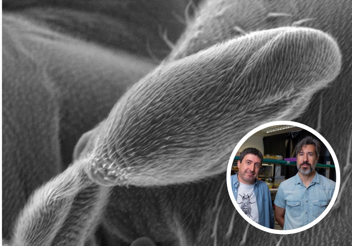 Un halterio deformado en un modelo de mosca de la fruta modificado genéticamente, junto a los investigadores José Carlos Pastor Pareja y Jorge Fernández Herrero.