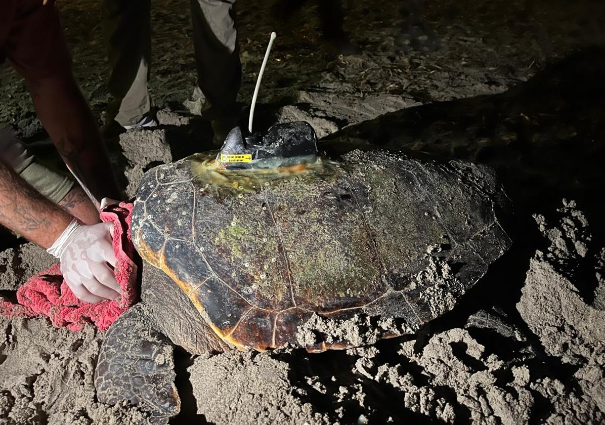 This is the same turtle that nested three times in Dénia in 2023.