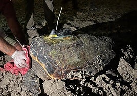 Se trata de la misma tortuga que ya anidó tres veces en Dénia el pasado 2023.