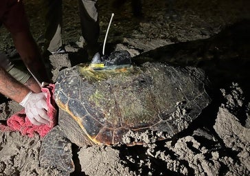 First turtle nest of the season in Dénia with 116 eggs