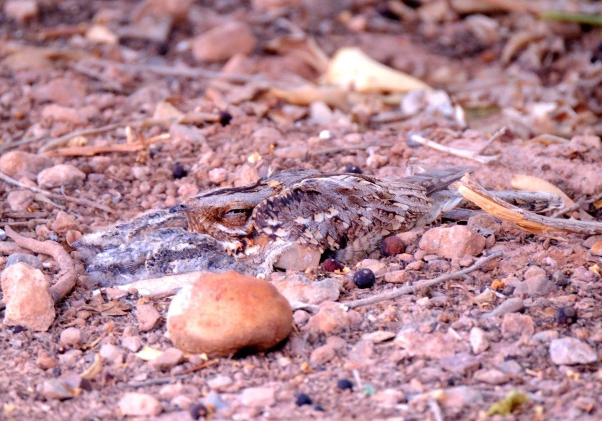 Image of a red-necked nightjar.