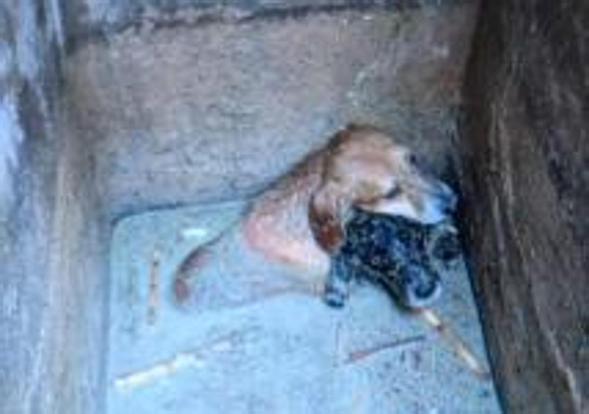 The animals, trapped in the pit.