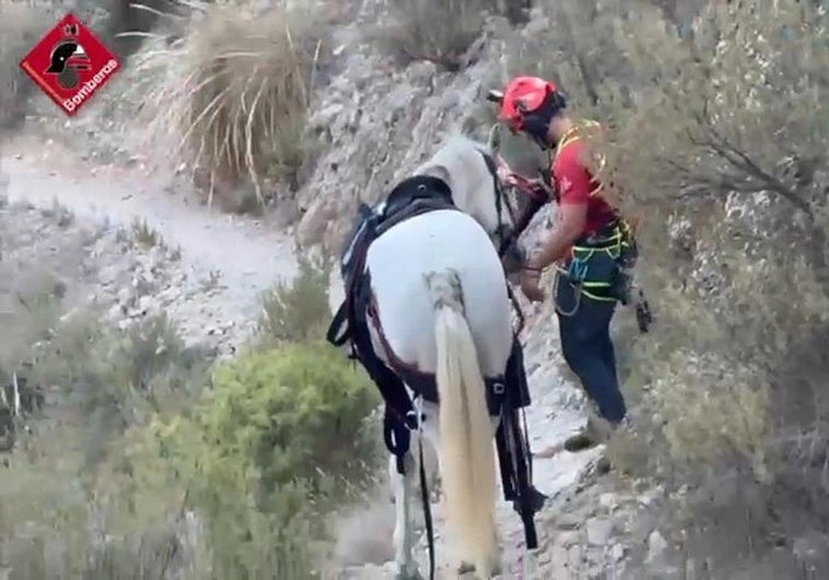 Footage of the horse rescue.