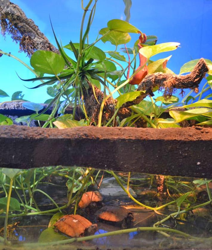 Imagen secundaria 2 - Protected Turtles Rescued from Chinese Shipment Struggle to Survive at Terra Natura Benidorm