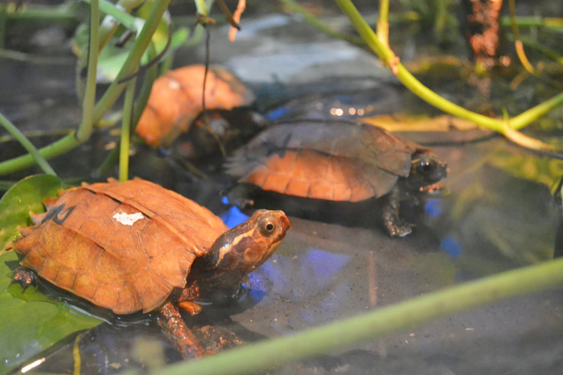 Turtles rescued from the Chinese shipment.