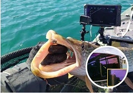 Una de las especies identificadas y el sistema 3D.