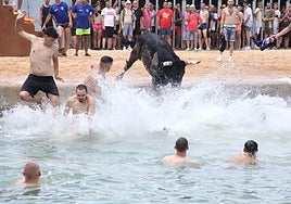 Un astado saltando al agua en una de las sesiones de bous a la mar de Dénia.