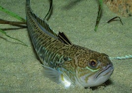 Un ejemplar de pez araña.