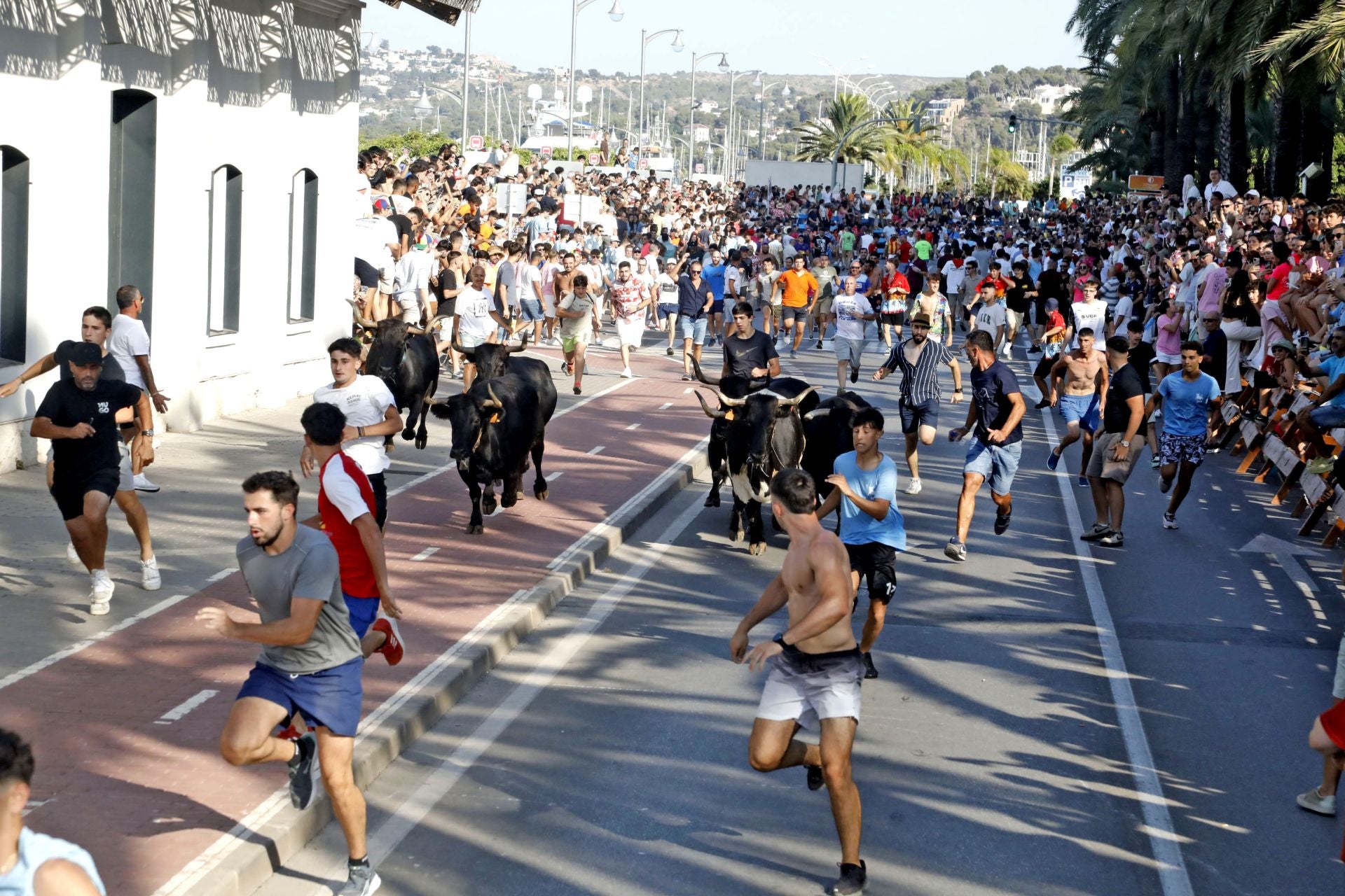 Así ha sido la entrada y primera sesión de &#039;bous a la mar&#039; en Dénia