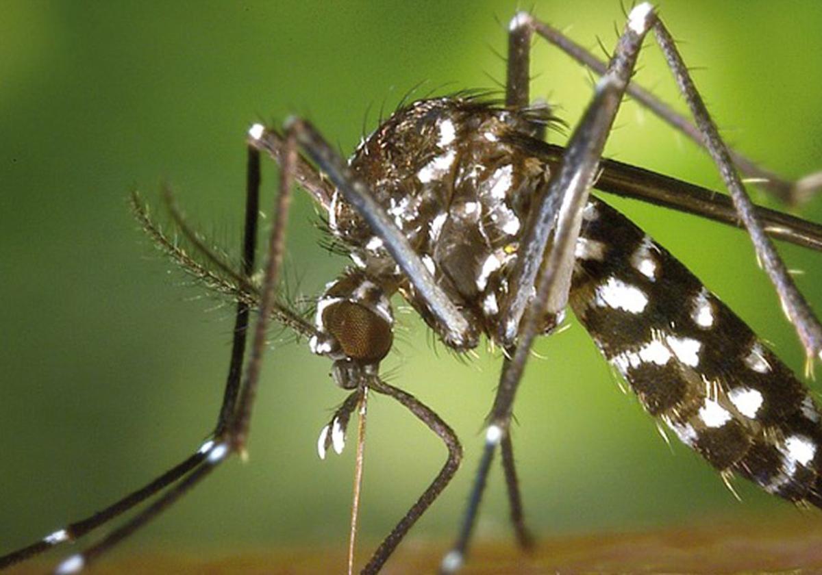 Mosquito tigre.