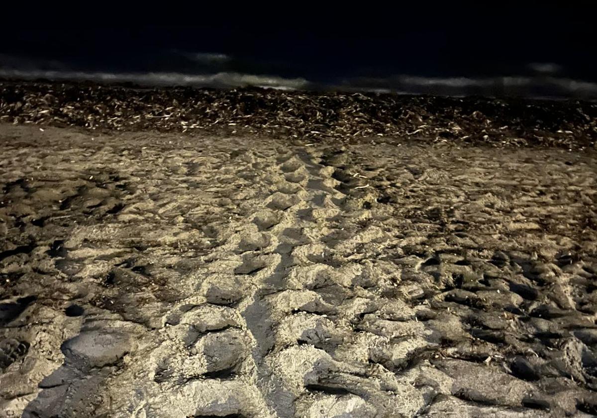 Trail left by the turtle on the sands of Dénia.
