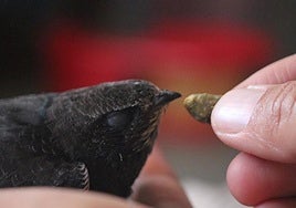 Un vencejo siendo alimentado