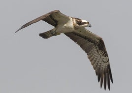 Ejemplar de águila pescadora liberada en 2023 y que ha vuelto al parque natural.