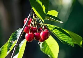 Cerezas de la montaña de Alicante.