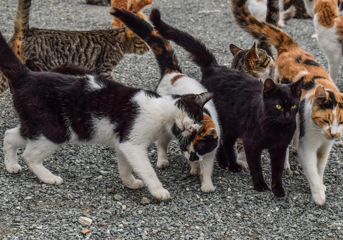 Una colonia felina.