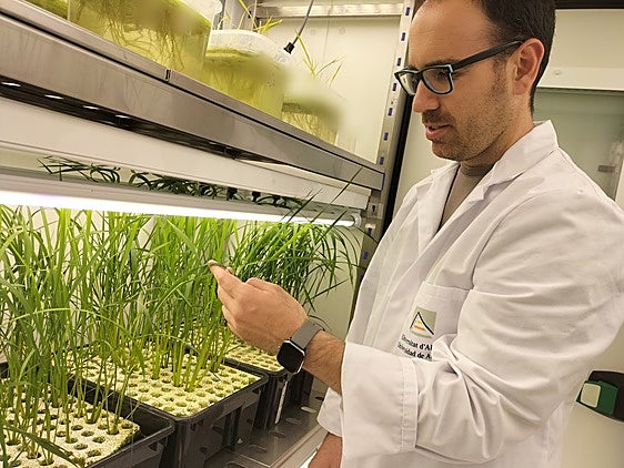 El investigador de la UA, Borja Ferrández, en el laboratorio