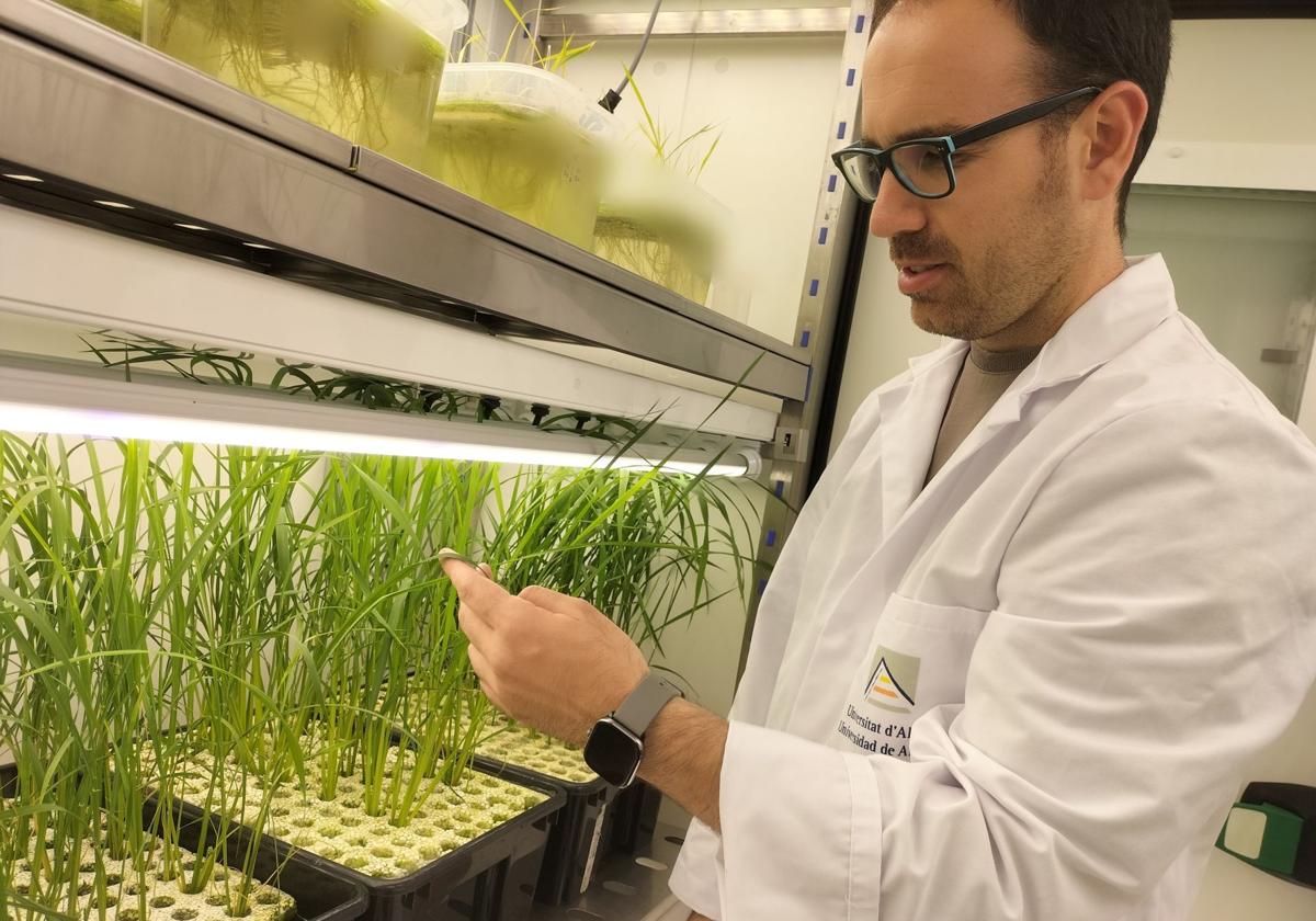 El investigador de la UA, Borja Ferrández, en el laboratorio