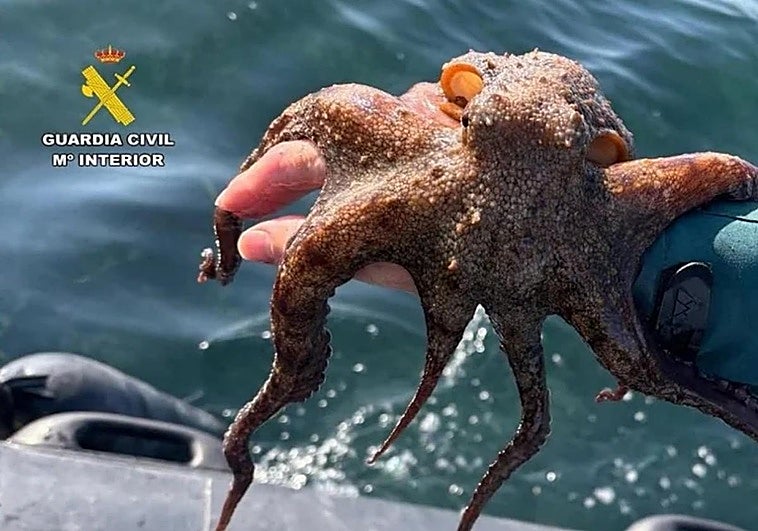 Imágenes de la captura ilegal de pulpos en la costa alicantina.