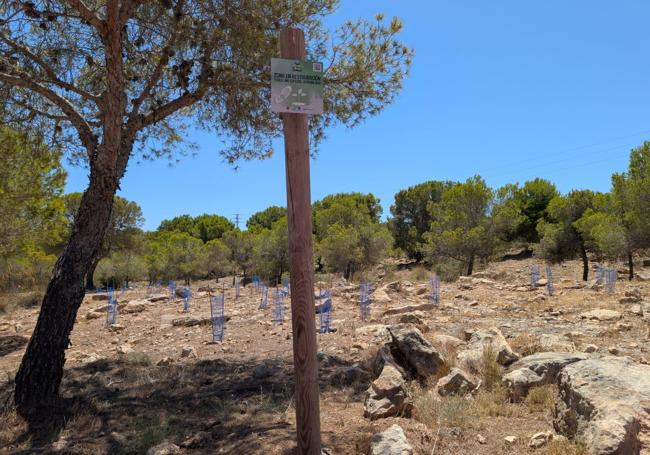 Zona de reforestación de monte Orgegia este sábado.