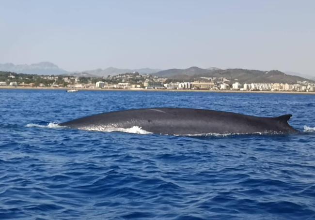 Una ballena surca la costa de Alicante.