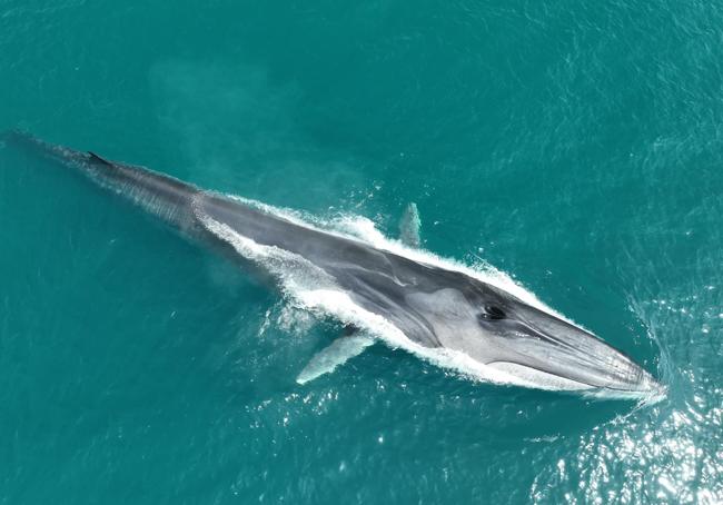 Ballena en la costa de Alicante.