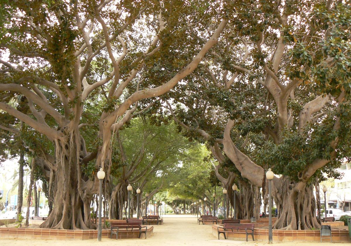 Ficus en el paseo de Canalejas de Alicante.